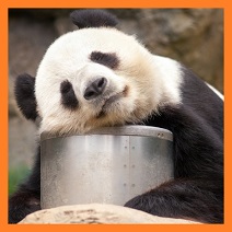 panda śpiąca mała